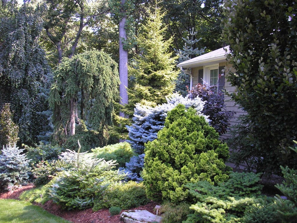 Tree & Shrub Planting in Hempstead project 2
