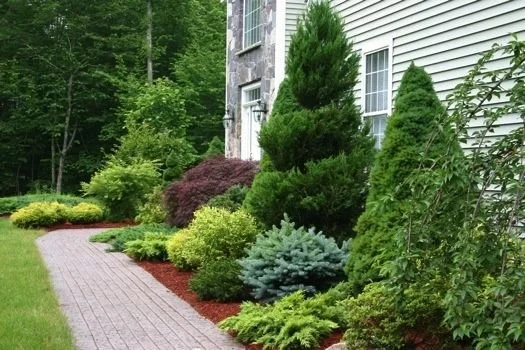 Tree & Shrub Planting in Hempstead project 9